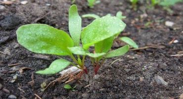 Kdy čekat na první výhonky řepy?